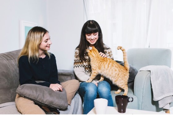 The Best Solutions for Cat Care When You’re Away